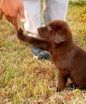 puppy with high five