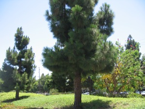 HB Tree 003
